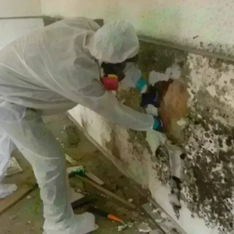 Mold Remediation and Removal in Saint Johns, AZ